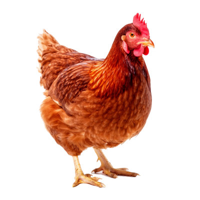 Kokoši