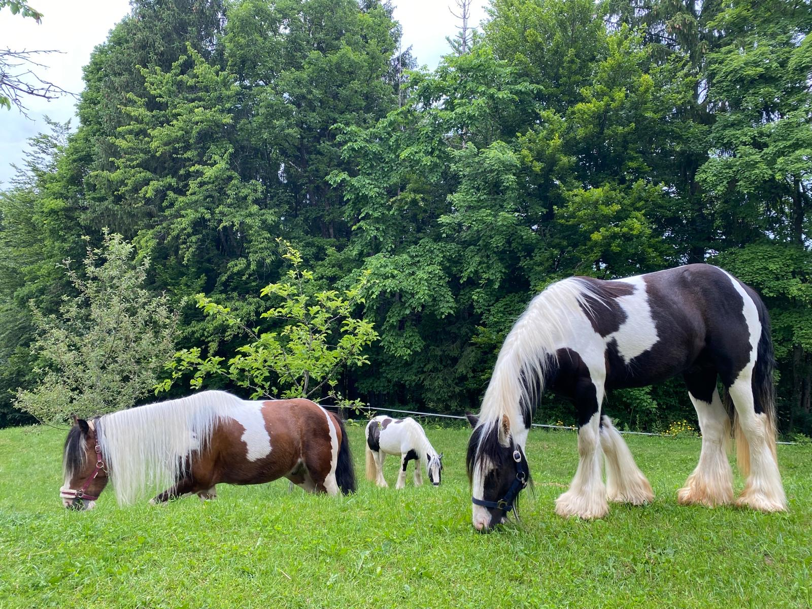 Rekreativni konji za terensko ježo, ki jih hranijo z našim krmilom Alfalfa pellet
